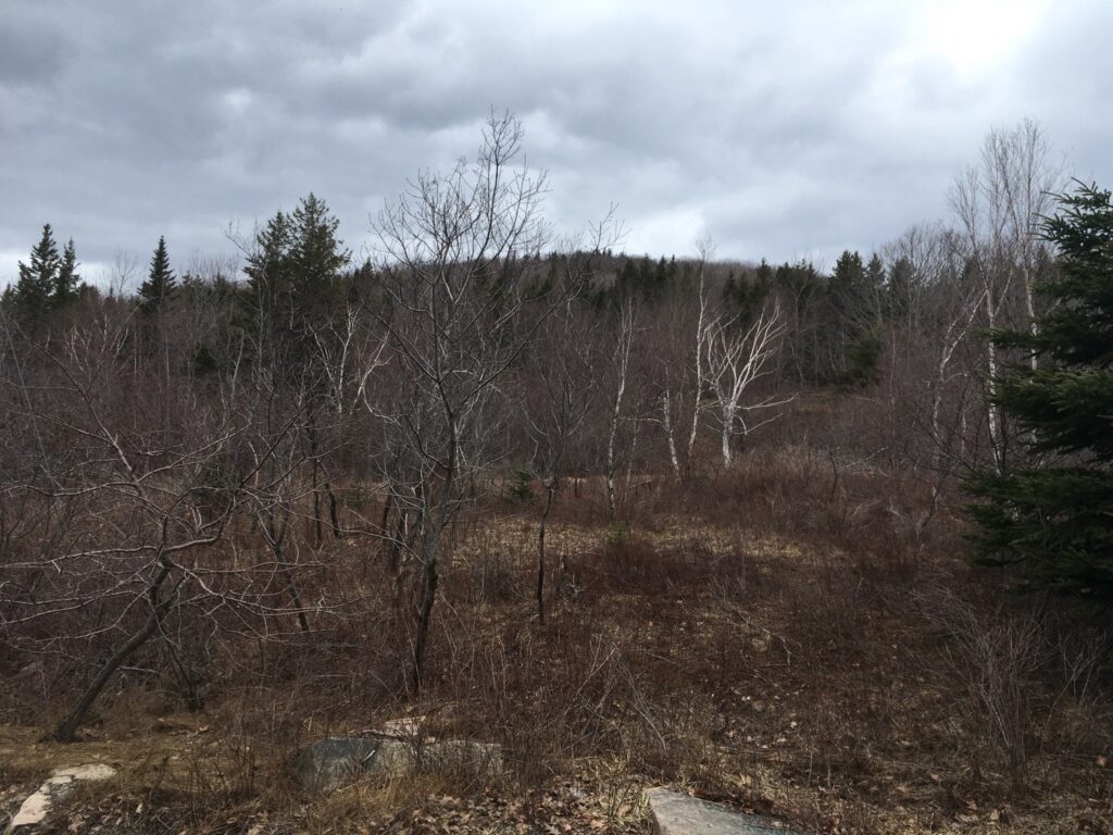 A view of are trees on a hillside in Maine. 