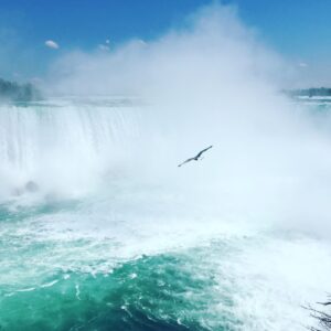 Niagara Falls with a gull flying through the field of view. 