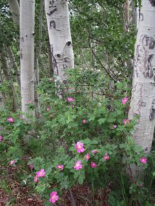 A wild rose and aspen trunks.
