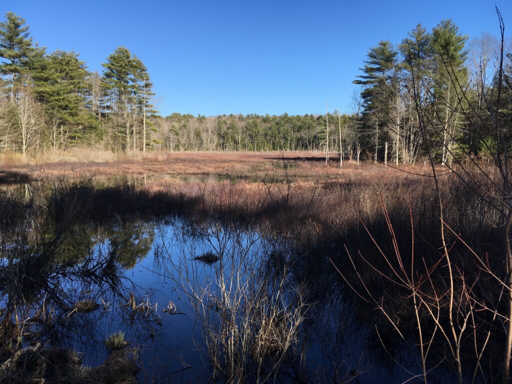 A march in Maine. There is pool of water in the foreground reflecting a deep blue sky.