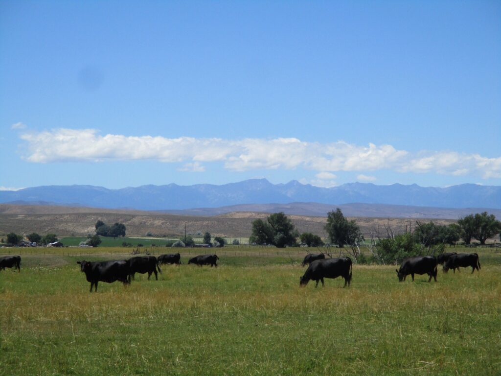 A group of black cows in a pasture.