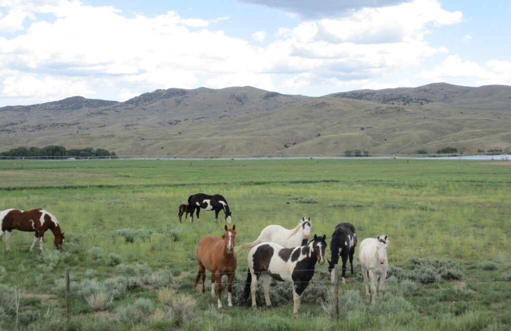 A herd of horses in a field.