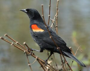 A redwing blackbird