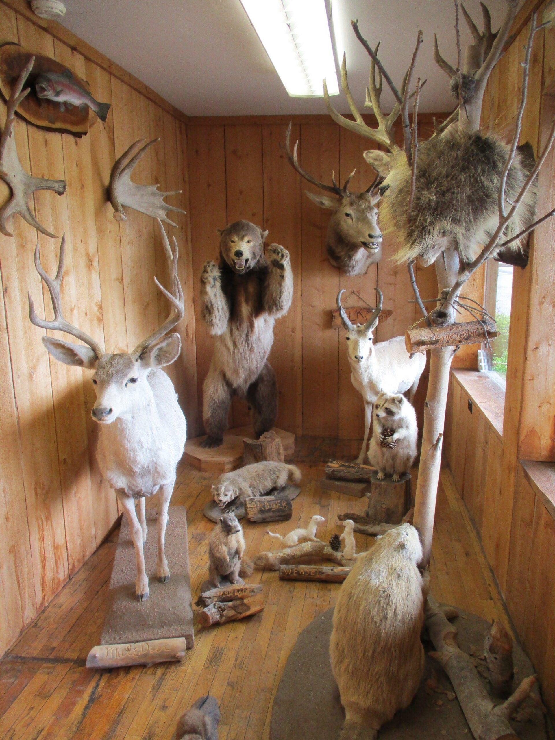 A group of stuff animals in a wood-paneled room.