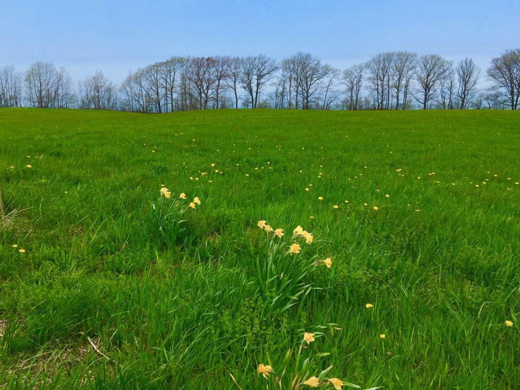 A field of very green grass peppered with daffodils, on the horizon bare trees beginning to bud against a blue sky.